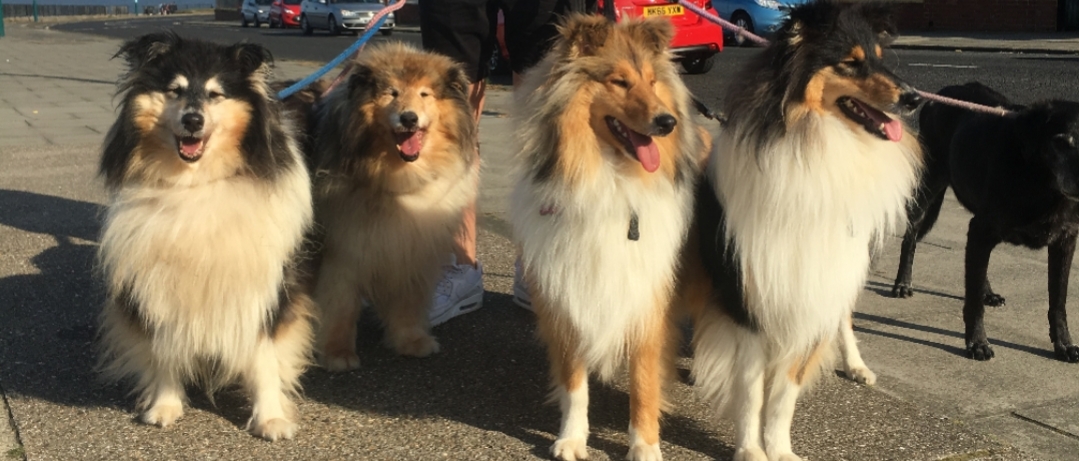 Mr England , Pets and his families Award winning Dogs 